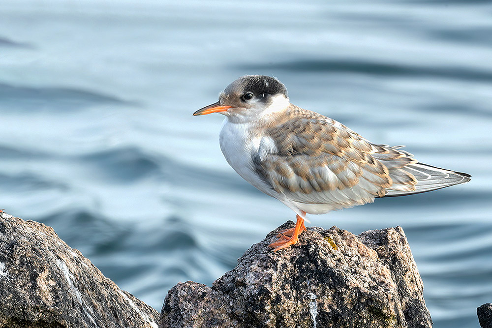 Common Tern by Romano da Costa
