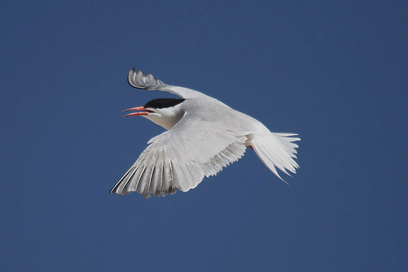 Common Tern by Mick Dryden