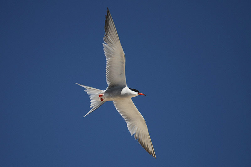 Common Tern by Mick Dryden