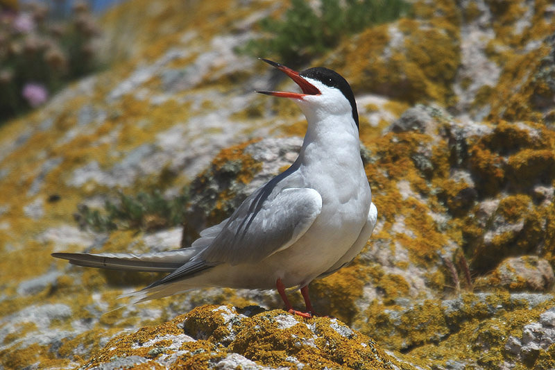 Common Tern by Mick Dryden