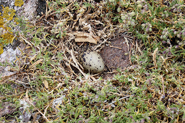 Common Tern egg by Mick Dryden