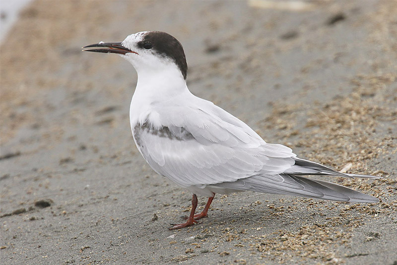 Common Tern by Mick Dryden