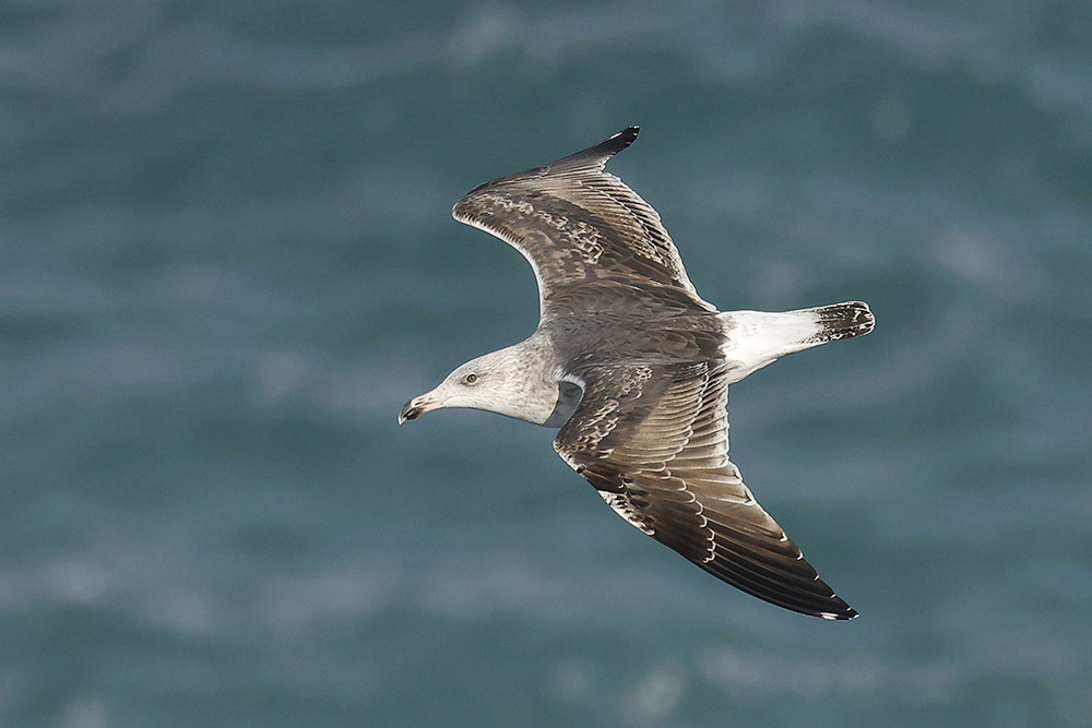Great Black-backed Gull by Mick Dryden