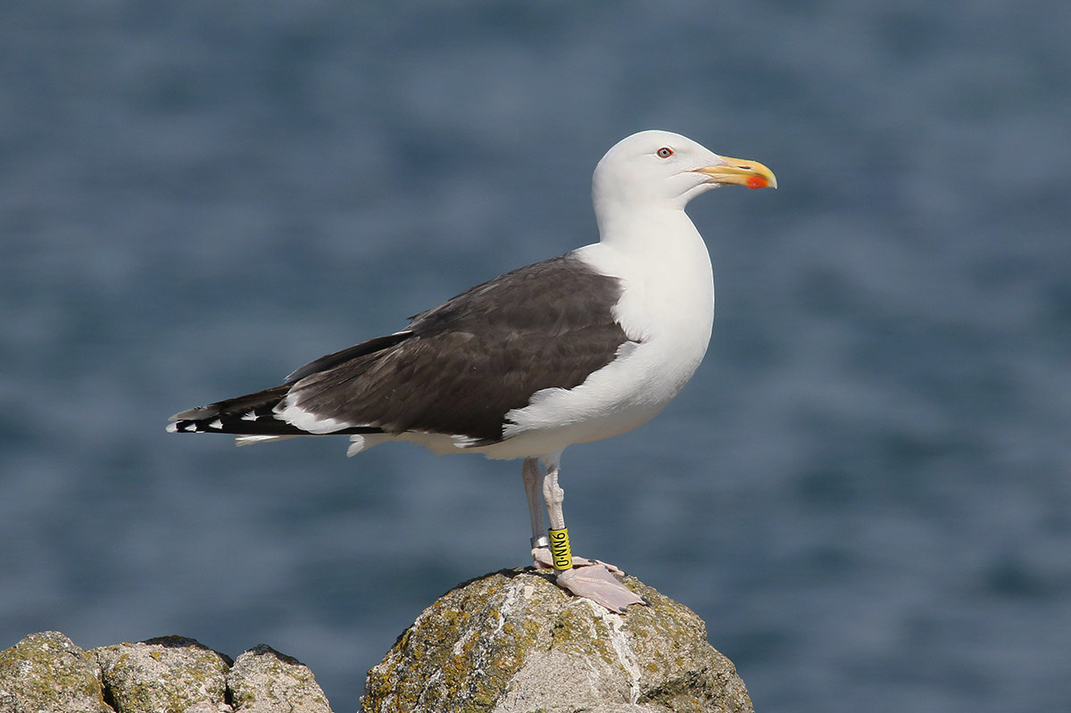 Great Black-backed Gull by Mick Dryden