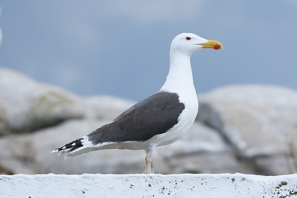 Great Black-backed Gull by Mick Dryden