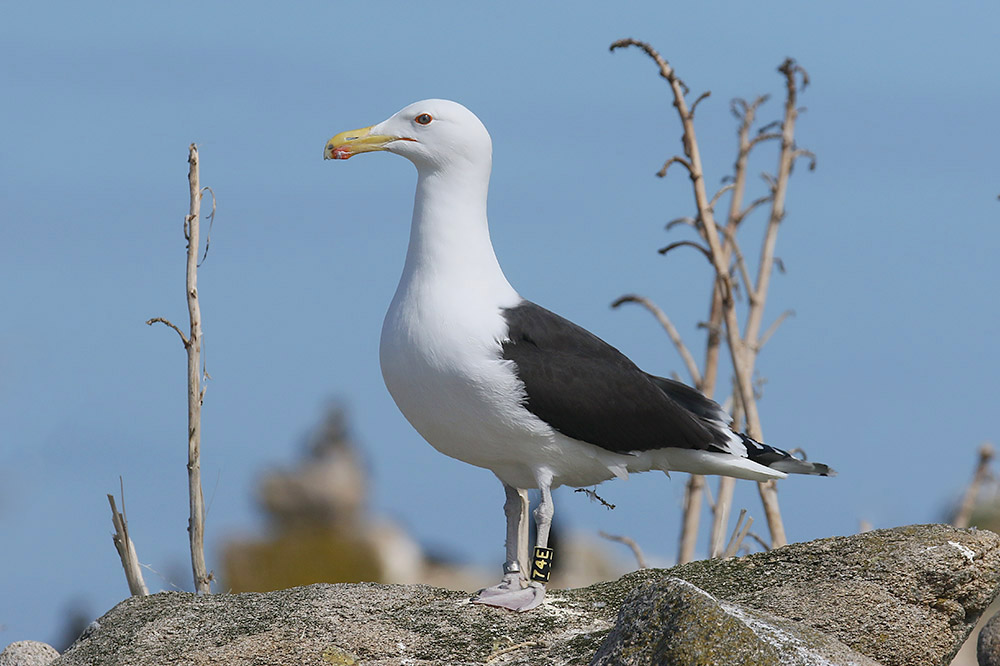 Great Black backed Gull by Mick Dryden