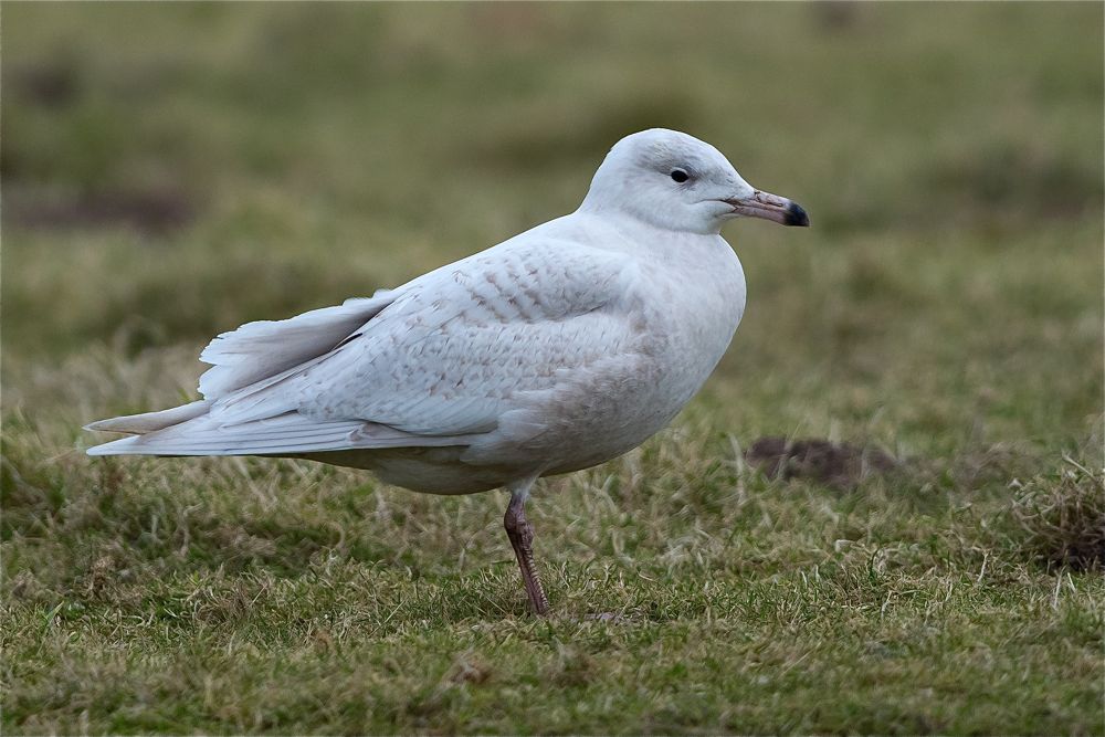 Glaucous Gull by Romano da Costa