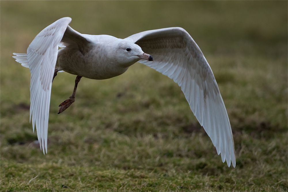 Glaucous Gull by Romano da Costa