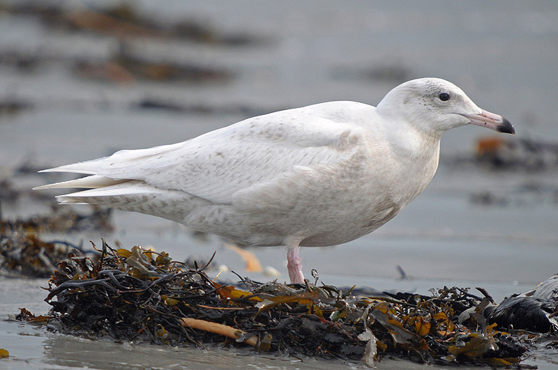 Glaucous Gull by Romano da Costa