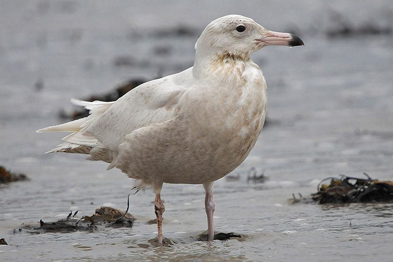 Glaucous Gull by Romano da Costa