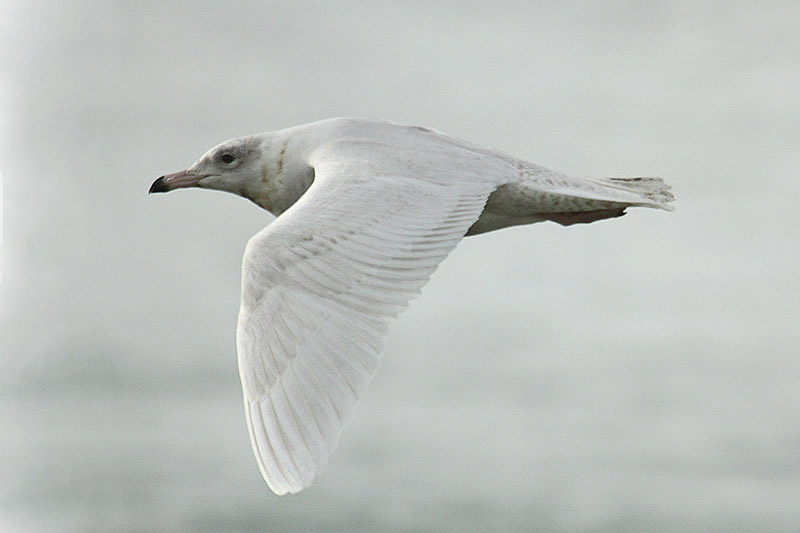 Glaucous Gull by Mick Dryden