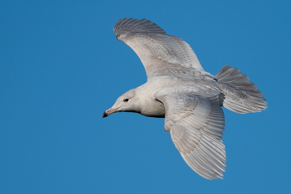 Glaucous Gull by Romano da Costa