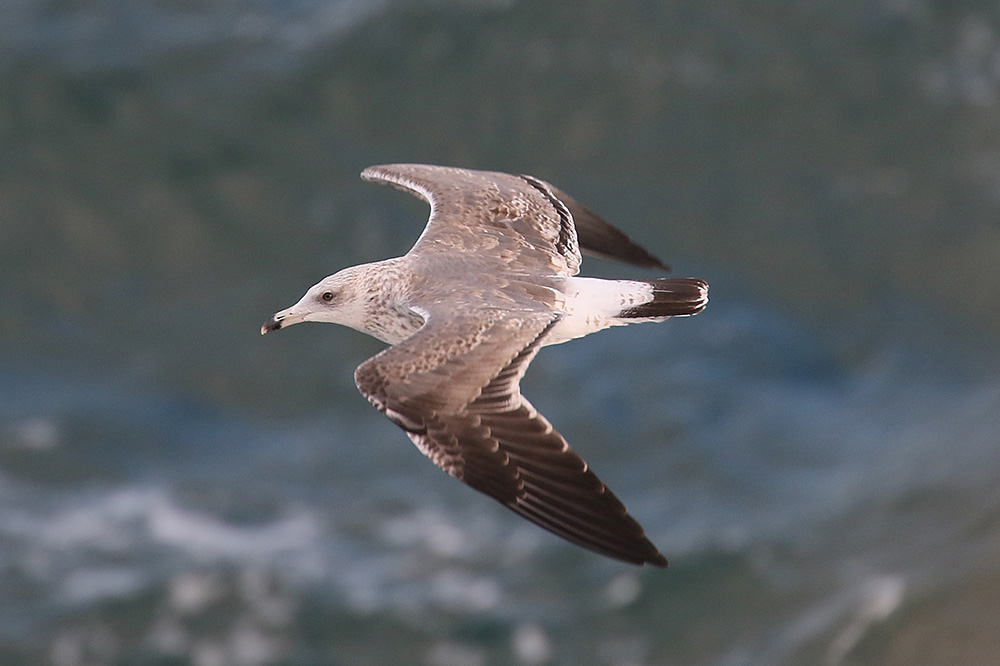 Lesser Black-backed Gull by Mick Dryden