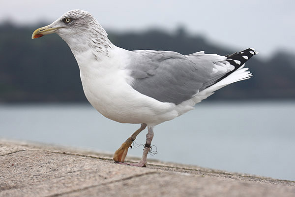 Herring Gull by Mick Dryden