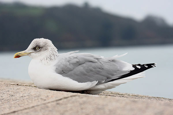 Herring Gull by Mick Dryden