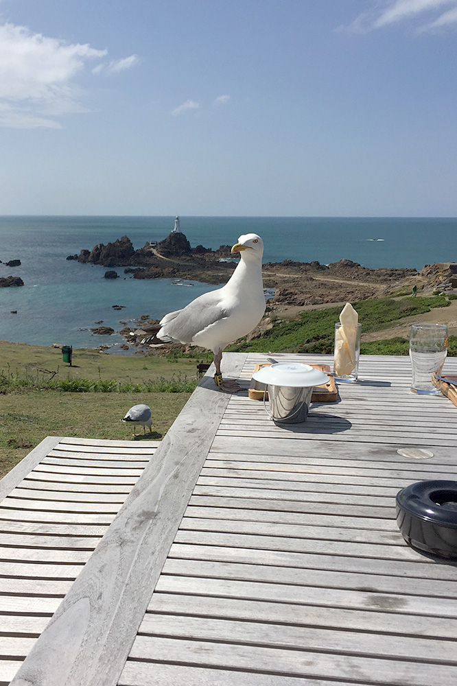 Herring Gull by Sue Cockayne