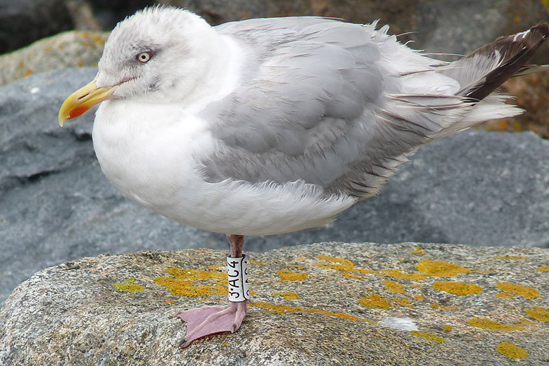 Herring Gull by Sarah Scriven