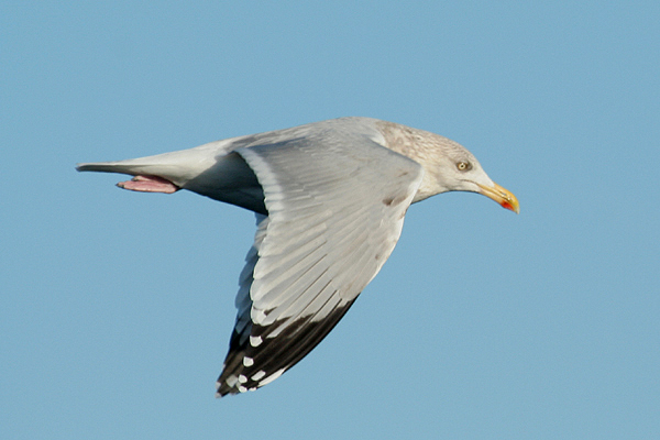 Herring Gull by Mick Dryden