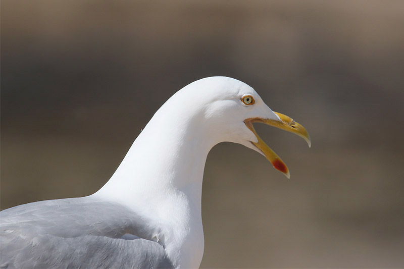 Herring Gull by Mick Dryden