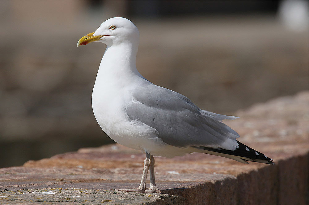 Herring Gull by Mick Dryden