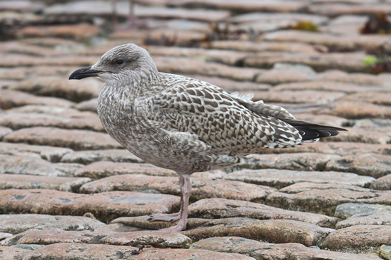 Herring Gull by Mick Dryden