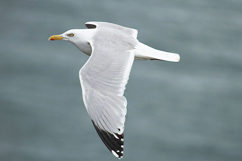 Herring Gull by Mick Dryden