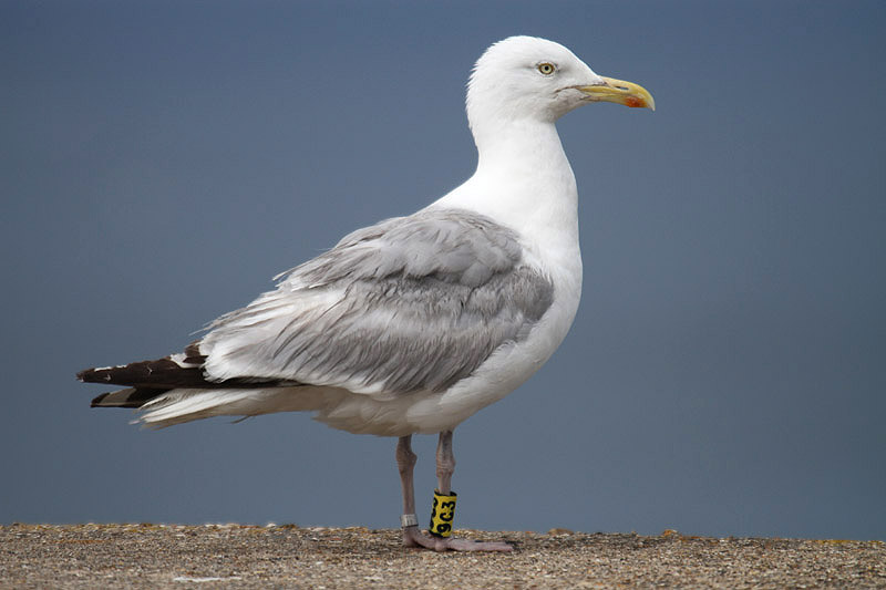 Herring Gull by Mick Dryden