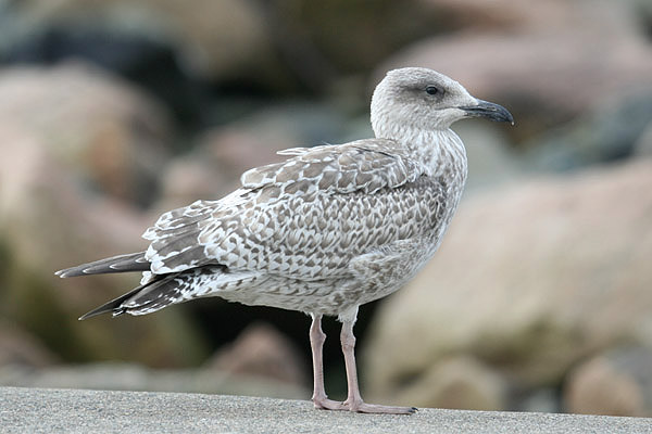 Herring Gull by Mick Dryden