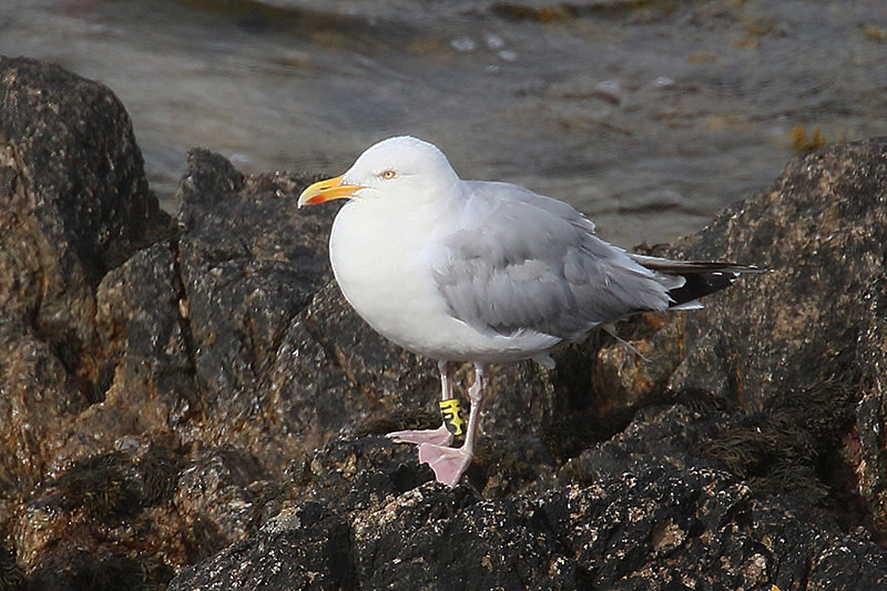 Herring Gull by Mick Dryden