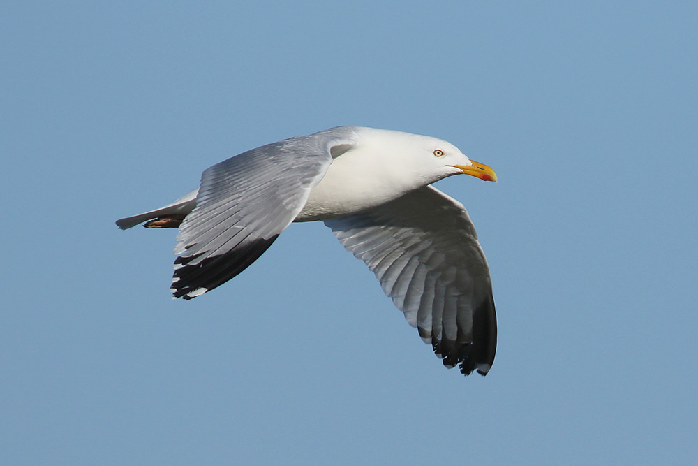 Herring Gull by Mick Dryden