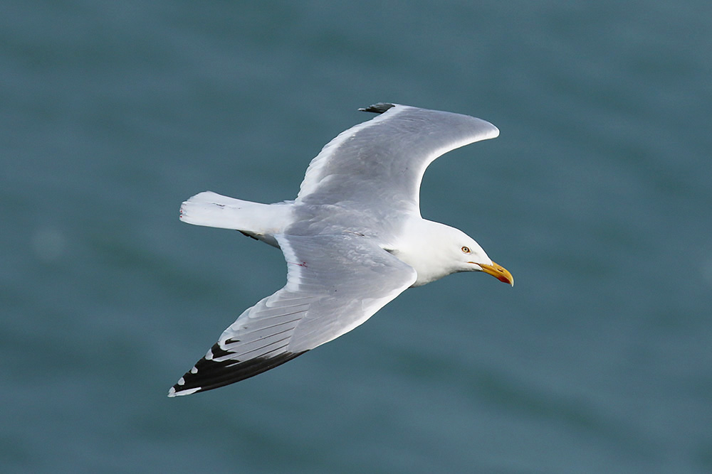 Herring Gull by Mick Dryden