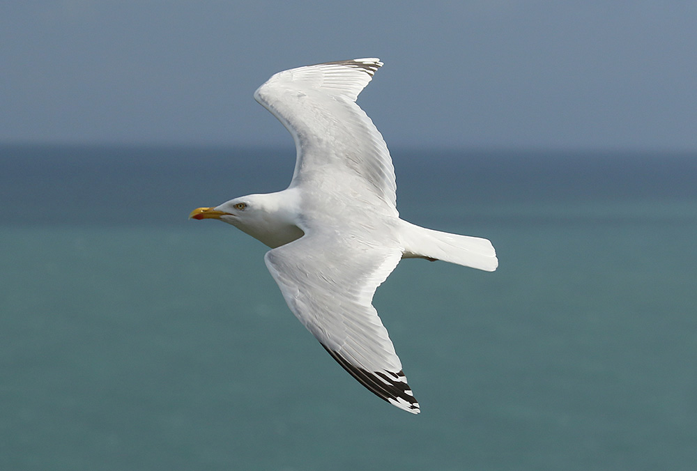 Herring Gull by Mick Dryden