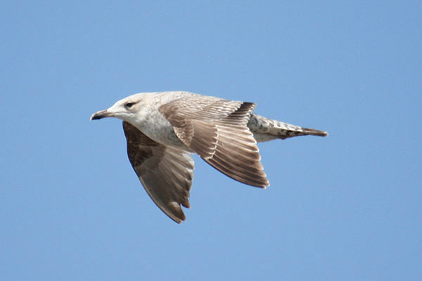 Herring Gull by Mick Dryden