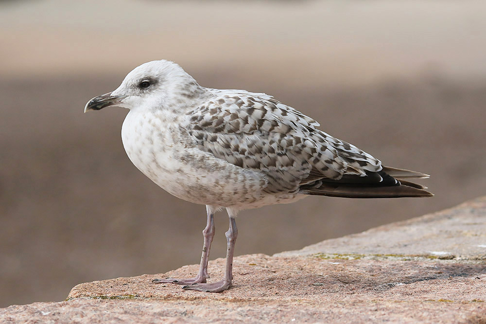 Herring Gull by Mick Dryden