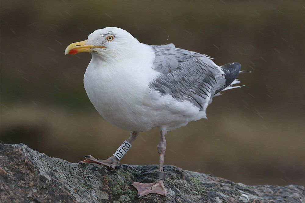 Herring Gull by Mick Dryden