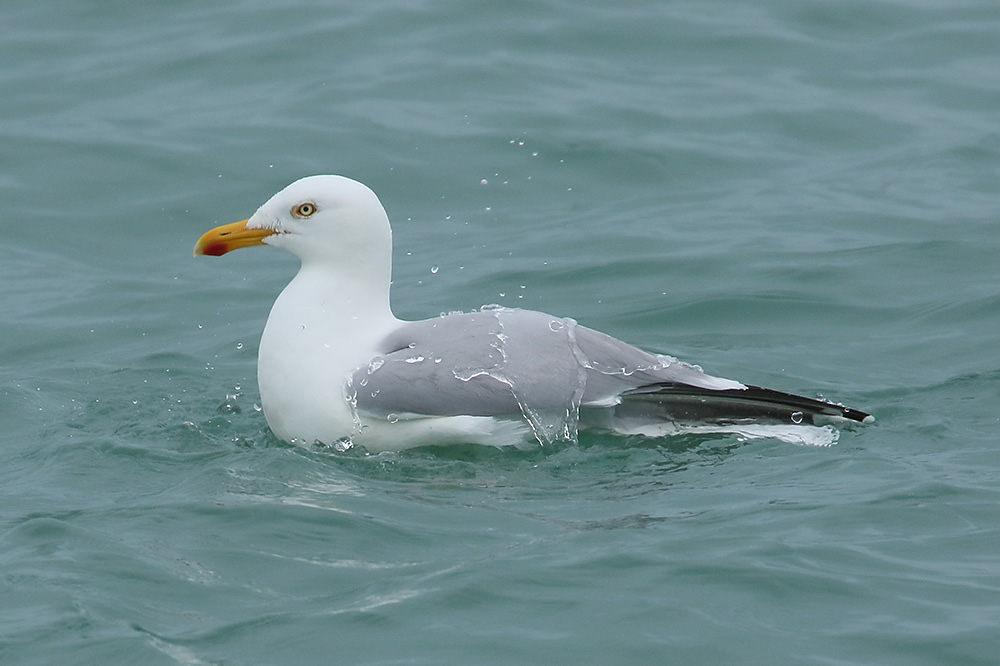 Herring Gull by Mick Dryden