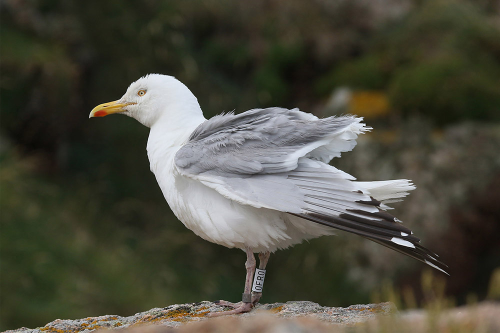 Herring Gull by Mick Dryden