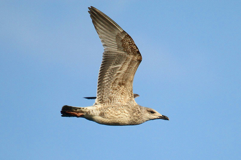 Herring Gull by Mick Dryden