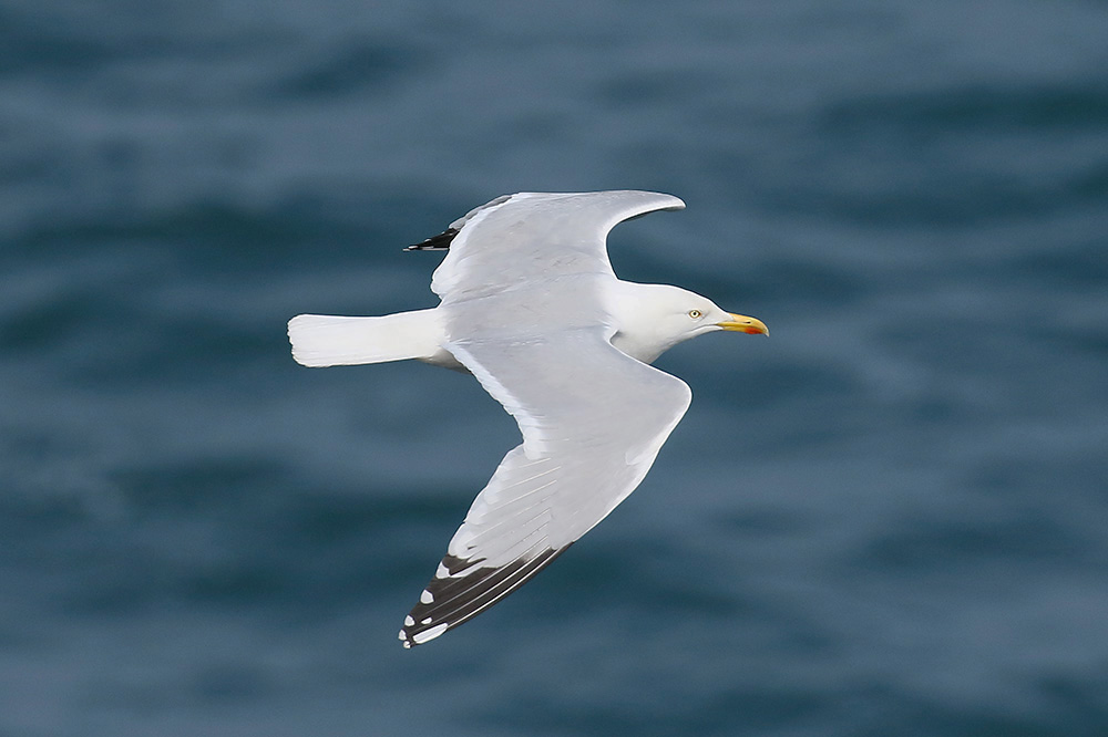 Herring Gull by Mick Dryden