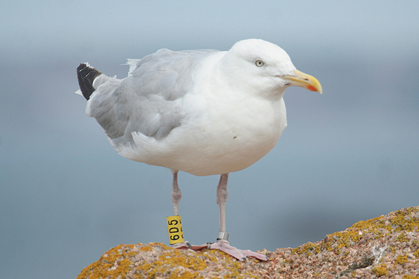 Herring Gull by Mick Dryden