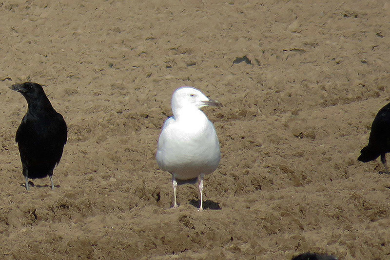 Iceland Gull by Duncan Wilson