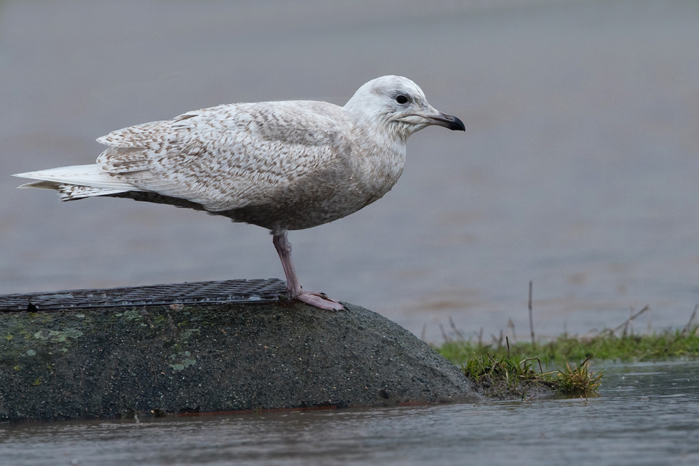 Iceland Gull by Romano da Costa