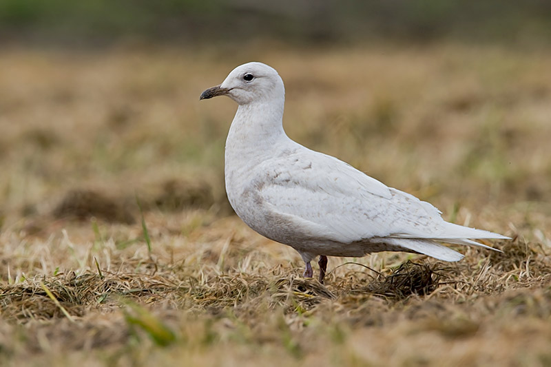 Iceland Gull by Romano da Costa