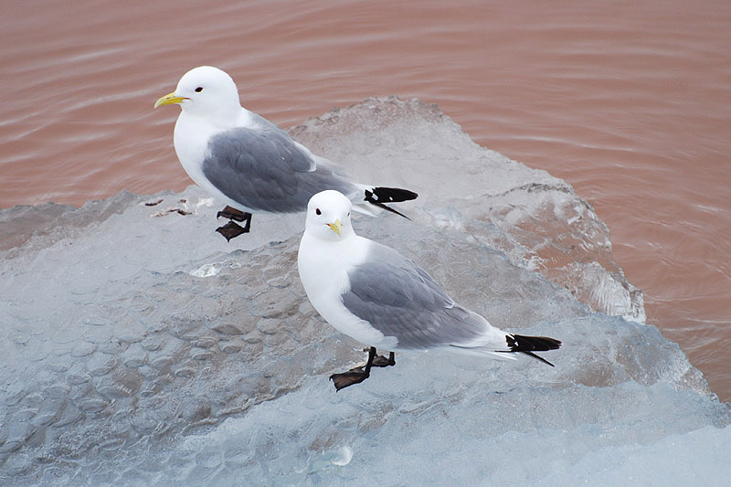 Kittiwakes by Bob Schmedlin