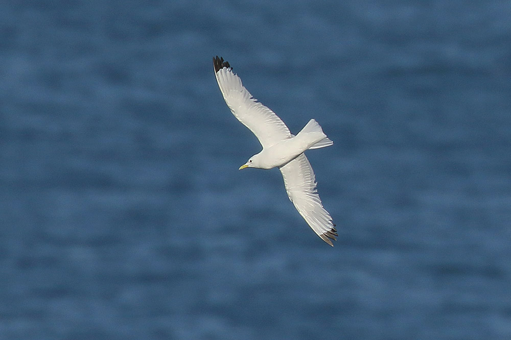 Kittiwake by Mick Dryden