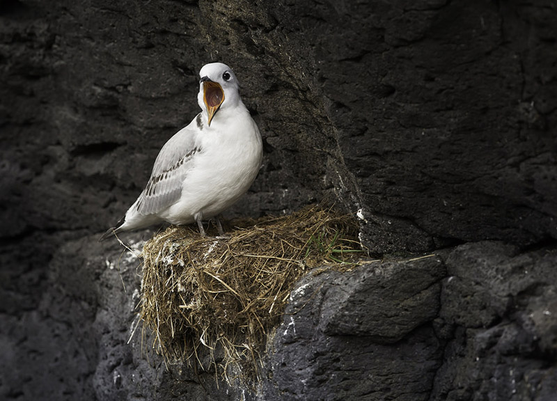 Kittiwake by Kris Bell