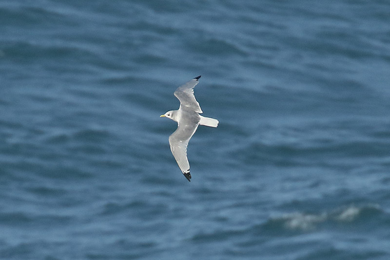 Kittiwake by Mick Dryden