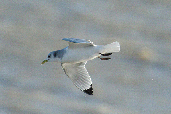 Kittiwake by Mick Dryden