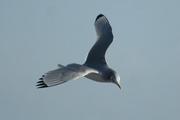 Kittiwake by Mick Dryden