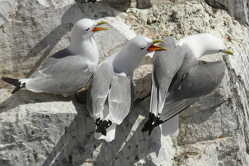 Kittiwake by Mick Dryden